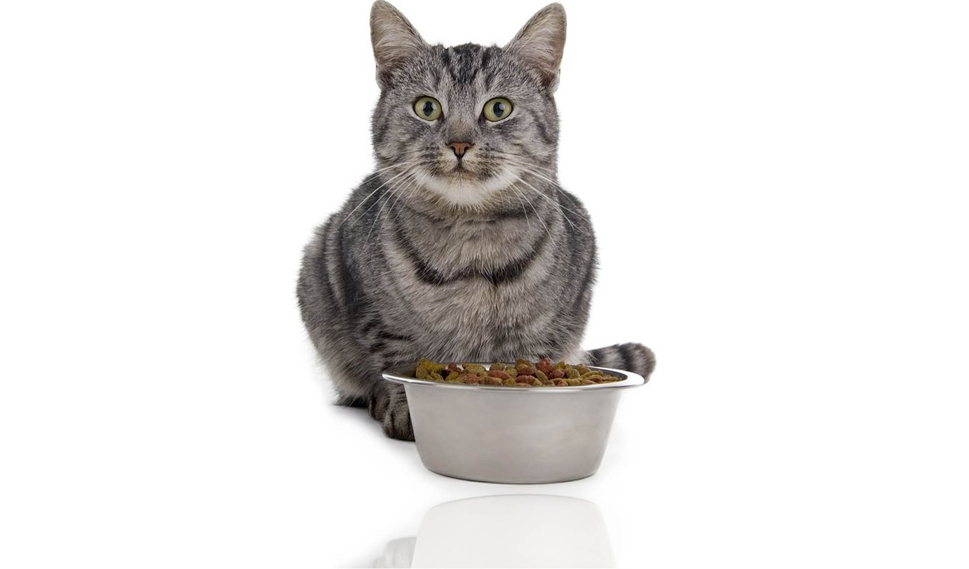 has-your-cat-become-a-picky-eater-centrepointe-animal-hospital