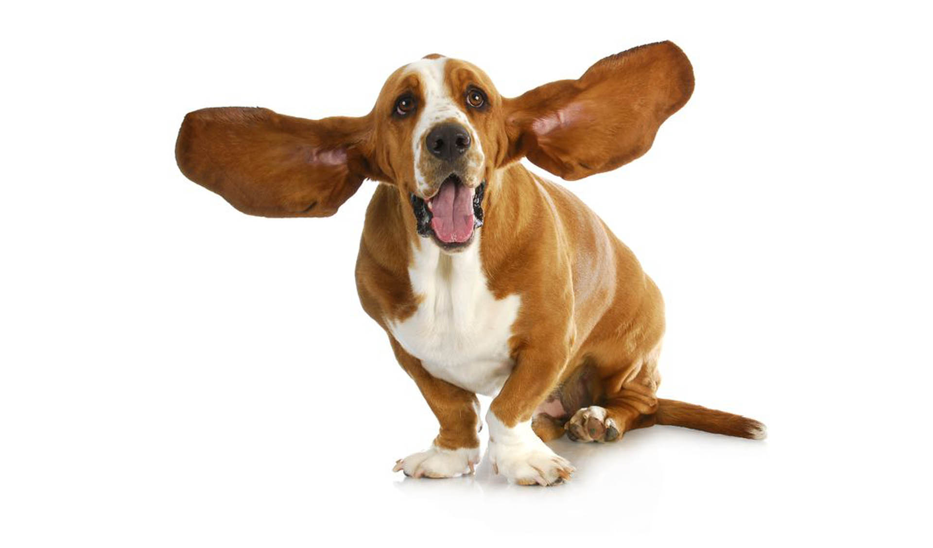 why are dogs ears floppy