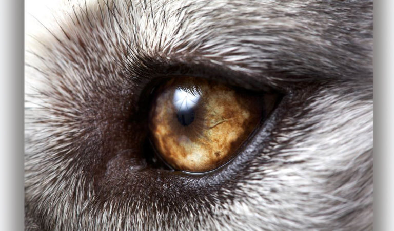 How To Apply Drops or Ointment to Your Dog's Eyes - Centrepointe Animal Hospital