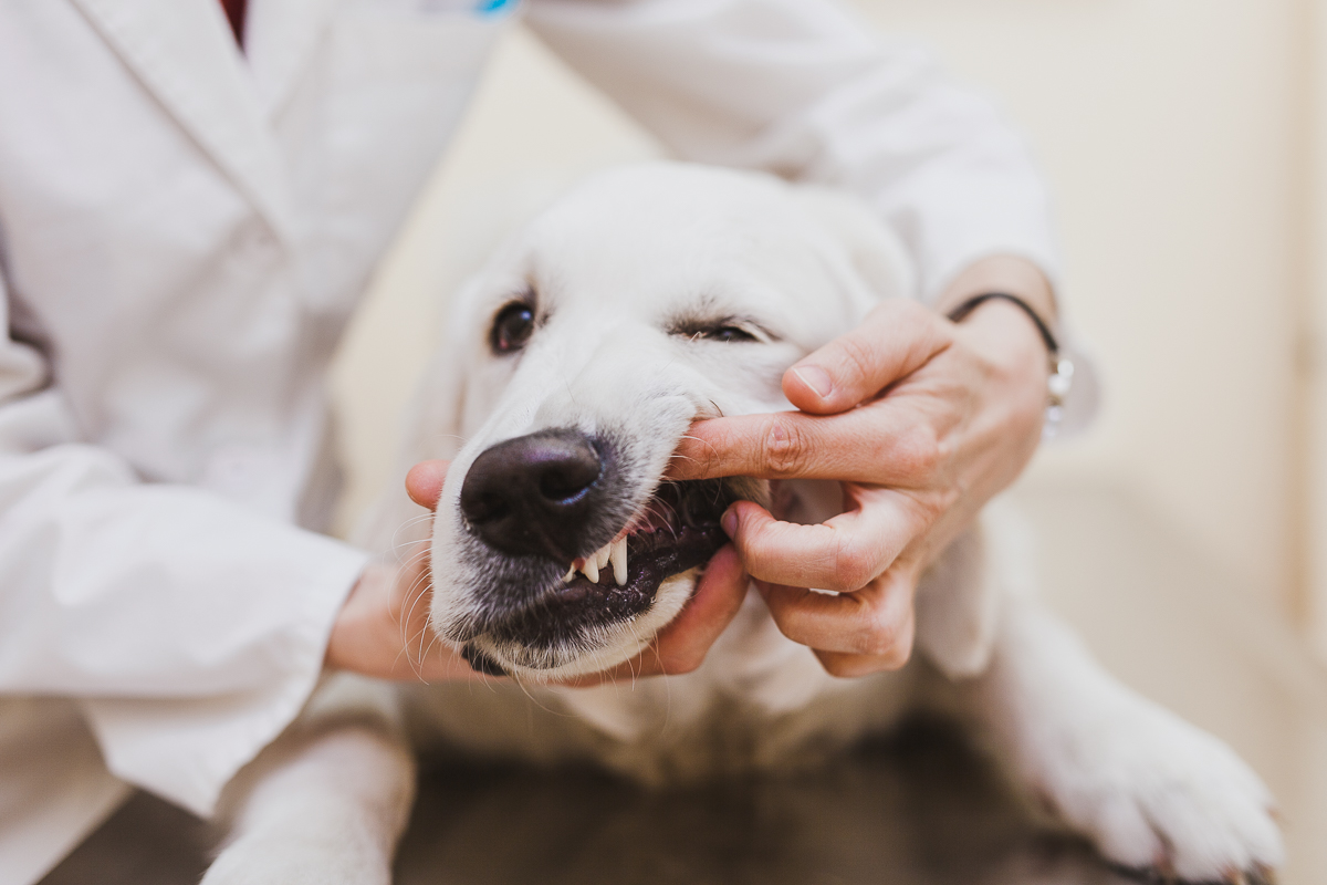 Ottawa Vet Clinic How To Brush Your Dogs Teeth 1 Centrepointe ottawa-vet-clinic-how-to-brush-your-dogs-teeth-1-centrepointe