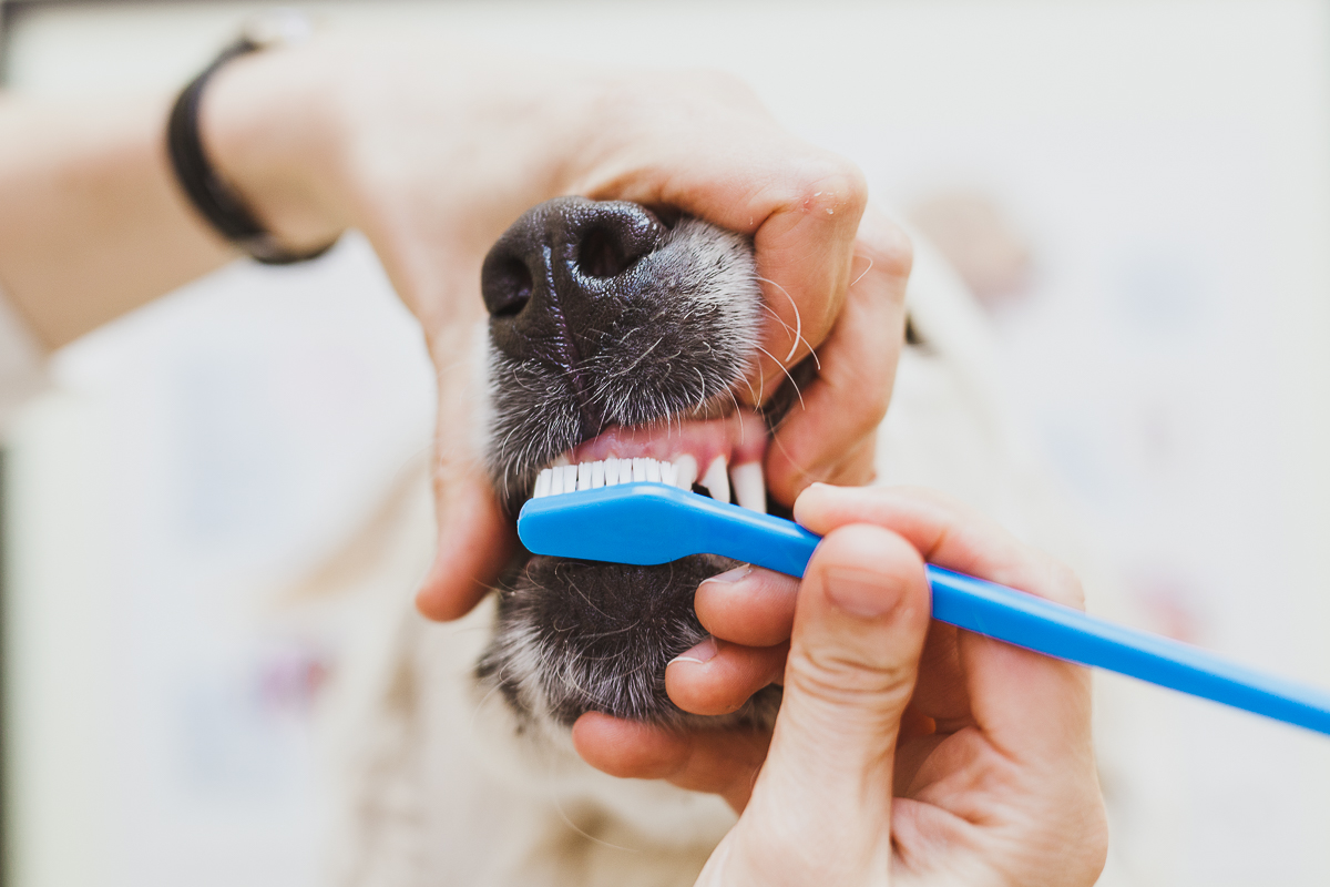Ottawa Vet Clinic How To Brush Your Dogs Teeth 12 Centrepointe ottawa-vet-clinic-how-to-brush-your-dogs-teeth-12-centrepointe