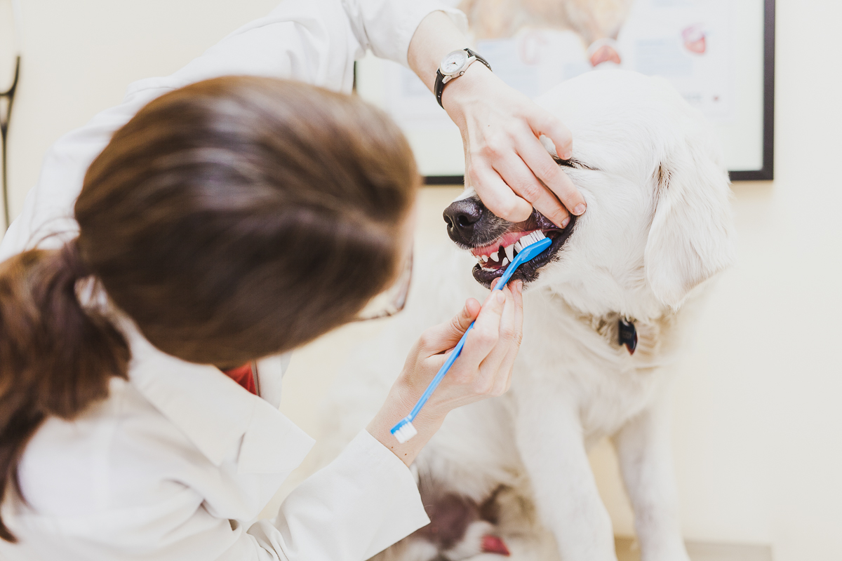 Ottawa Vet Clinic How To Brush Your Dogs Teeth 17 Centrepointe ottawa-vet-clinic-how-to-brush-your-dogs-teeth-17-centrepointe