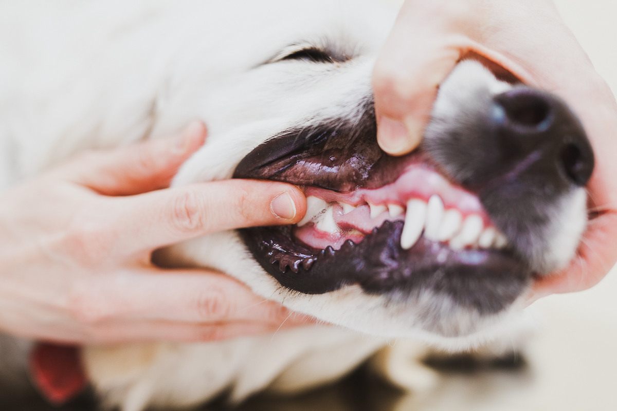 Ottawa Vet Clinic - How to brush your dogs teeth (5)