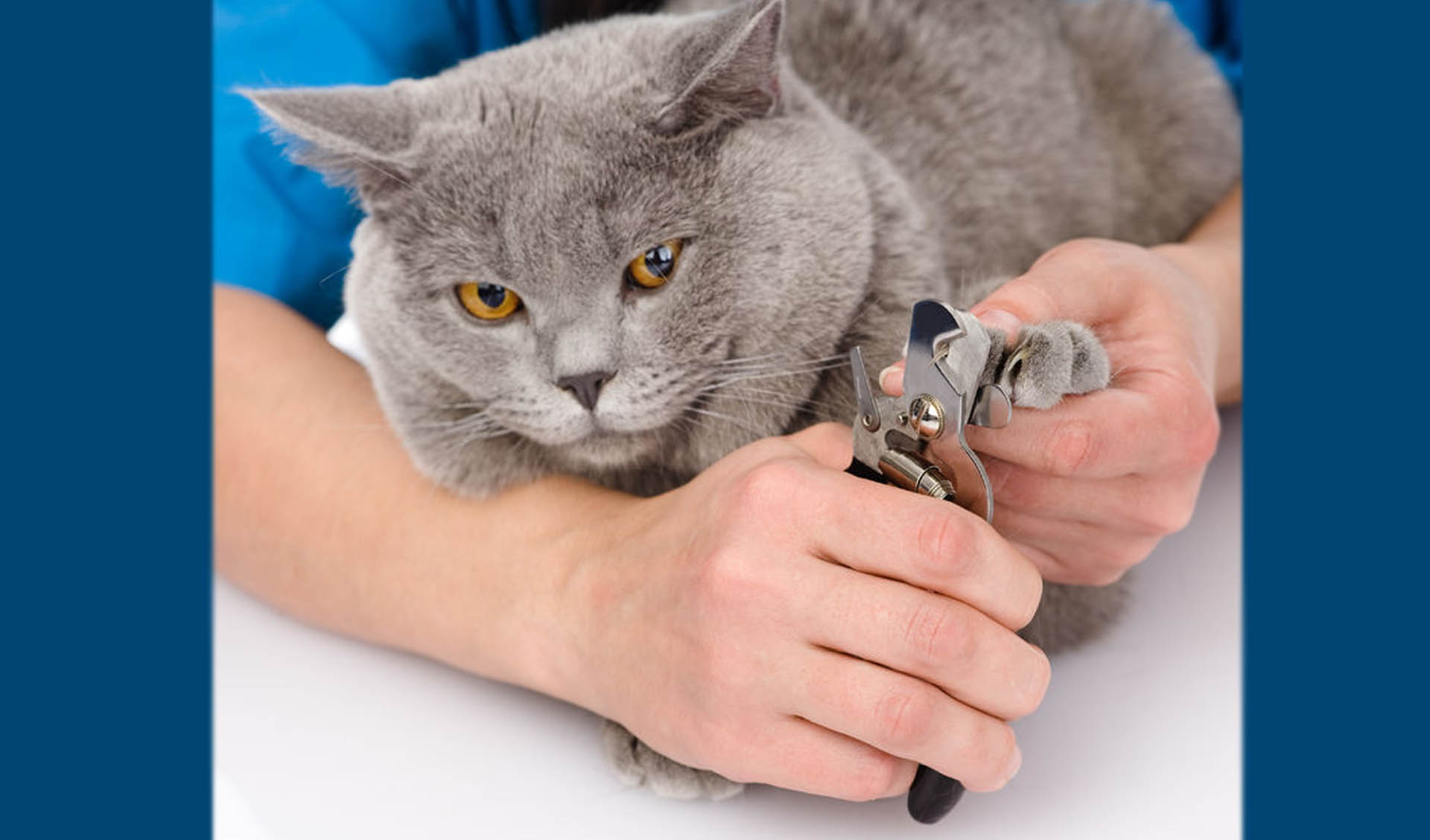 How To Trim Your Cat's Nails - Centrepointe Animal Hospital